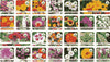 100 Varieties of Flower Seeds (Pack of 100) |🔥FLAT 50% OFF SALE🔥