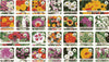 100 Varieties of Flower Seeds (Pack of 100) |🔥FLAT 50% OFF SALE🔥